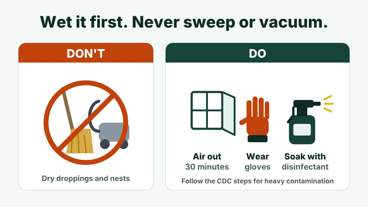 Rodent droppings safety: do not sweep or vacuum, air out the area, wear gloves and soak with disinfectant